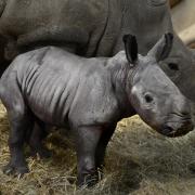 White rhino calf Queenie, the newest addition to the Rhino family at Cotswold Wildlife Park & Gardens (PA)