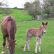 A Suffolk Punch foal was born at Cotswold Farm Park last week, and now celebrity farmer Adam Henson is asking for the public's help to name it