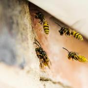 A wasp nest has been spotted at Chipping Campden recreation ground. Stock image: Getty/Daisy-Daisy