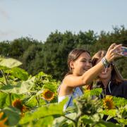 The Sunflower Festival begins at Cotswold Farm Park on Tuesday, August 16