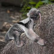 Fans of the Cotswold Wildlife Park can help name its new baby anteater. Stock image credit: Getty/belizar73