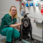 Alfie the labrador with Shipston Vets veterinary nurse Jasmine Hill