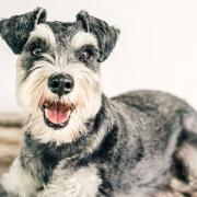 Sarah Dawes, from Bishops Cleeve, used a friends name and address to sell Miniature Schnauzers and Scottish terriers