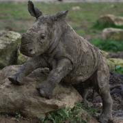 Baby rhino plays in the mud at Cotswold Wildlife Park