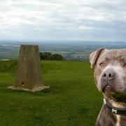 A woman was attacked by a Staffordshire bull terrier on Cleeve Hill.

Stock image of dog.