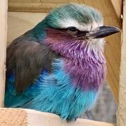 Two exotic birds have arrived at their new home in Scotland, having travelled from Birdland in Bourton. Pictured is a lilac-breasted roller.