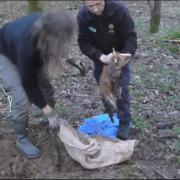 A hunt based in Gloucestershire has been suspended after footage revealed illegal 