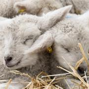 Over 800 lambs are expected to be born at Cotswold Farm Park this Spring