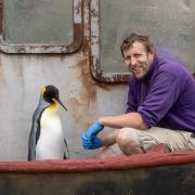 Birdland's Spike is in contention to be named the world's most popular penguin, here he is with keeper Alistair Keen