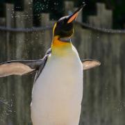 Spike the penguin has been crowned the world's favourite flightless bird