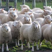 SHEEP: Sheep have been killed and euthanised following dog attacks.