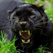 Black leopards are the main candidate for big cats in the UK