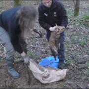 Footage from Channel 4 News filmed by Cirencester Illegal Hunt Watch