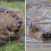 Beavers could return to Gloucestershire after 400 years