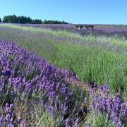 BEAUTIFUL: Cotswold Lavender