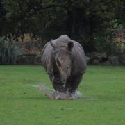 White Rhino Monty making a splash in the wet weather