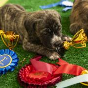 Cotswolds Dogs & Cats Home hosted its own mini Crufts to celebrate rescue dogs competing at the upcoming event