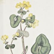 Flora Londinensis