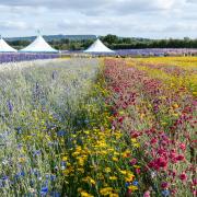 The Confetti Flower Fields at Wick, near Pershore