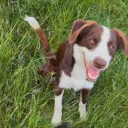 Frankie, a nine-month-old Bearded Collie and Border Collie cross, is currently being cared for at Hay Animal Rescue Centre in Herefordshire.