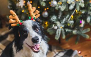 Shipston Veterinary Centre has warned pet owners of the 12 Dangers of Christmas