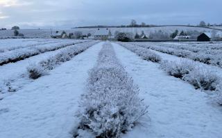 Cotswold Lavender shares stunning snowy images