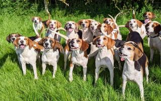 The Warwickshire Beagles follow artificial scent trails