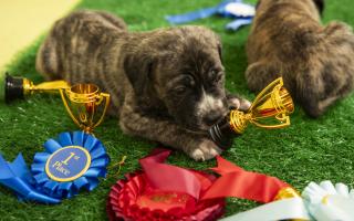 Cotswolds Dogs & Cats Home hosted its own mini Crufts to celebrate rescue dogs competing at the upcoming event